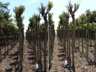Ligustrum Ağacı (ligustrum japonicum)  JAPON KURTBAĞRI