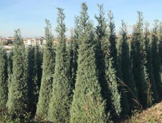 mavi-servi--agaci-