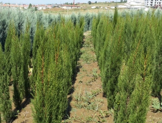 sutun-servi-agaci